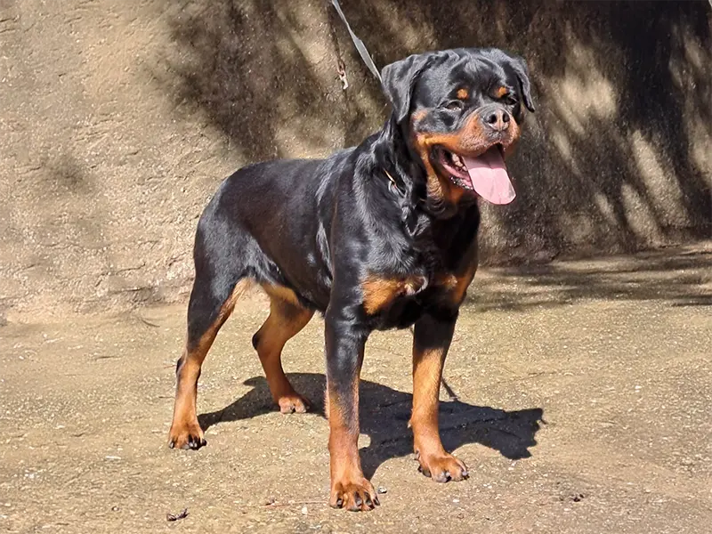 ISLA CAN BADAL rottweiler en pose mirando al frente