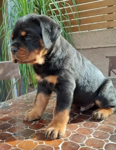 cachorro rottweiler canbadal