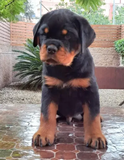 cachorro rottweiler canbadal