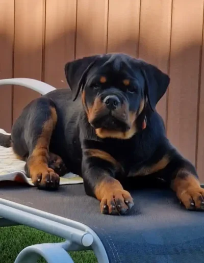 cachorro rottweiler canbadal