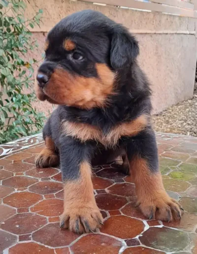 cachorro rottweiler canbadal