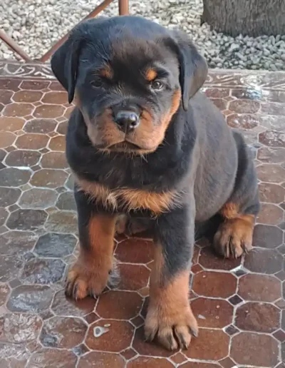 cachorro rottweiler canbadal