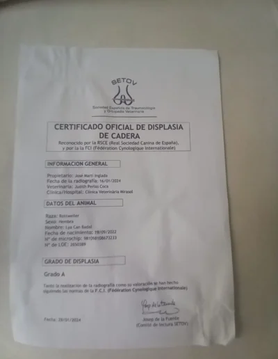 lya can badal documento displasia cadera