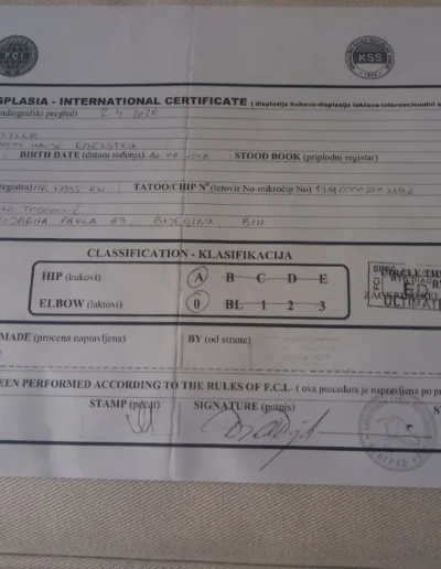 pele von hause edestein documento libre displasia