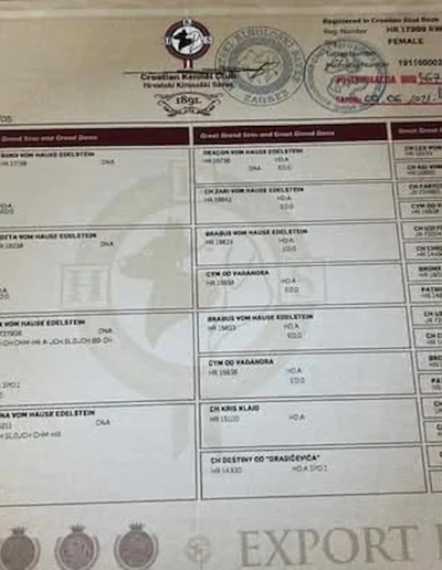 puma von hause edestein documento pedigree