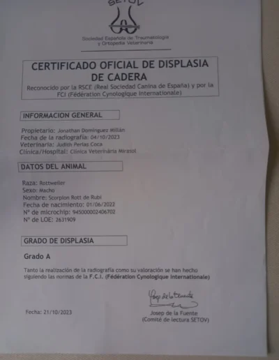 scorpion rott de rubi documento displasia cadera