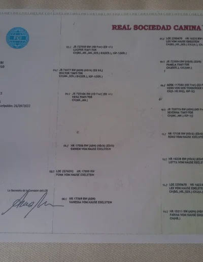 schira rott de rubi documento pedigree