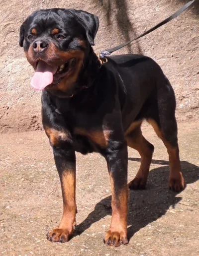 Isla Can Badal rottweiler en pose mirando al frente