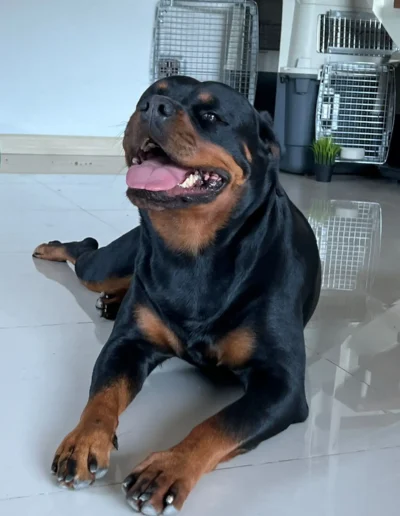 Isla Can Badal rottweiler tumbado mirando al frente