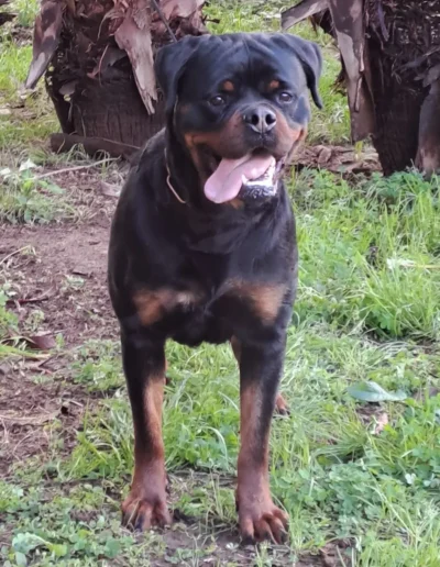 lya can badal rottweiler pose mirando al frente