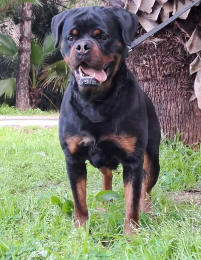 lya can badal rottweiler pose mirando al frente