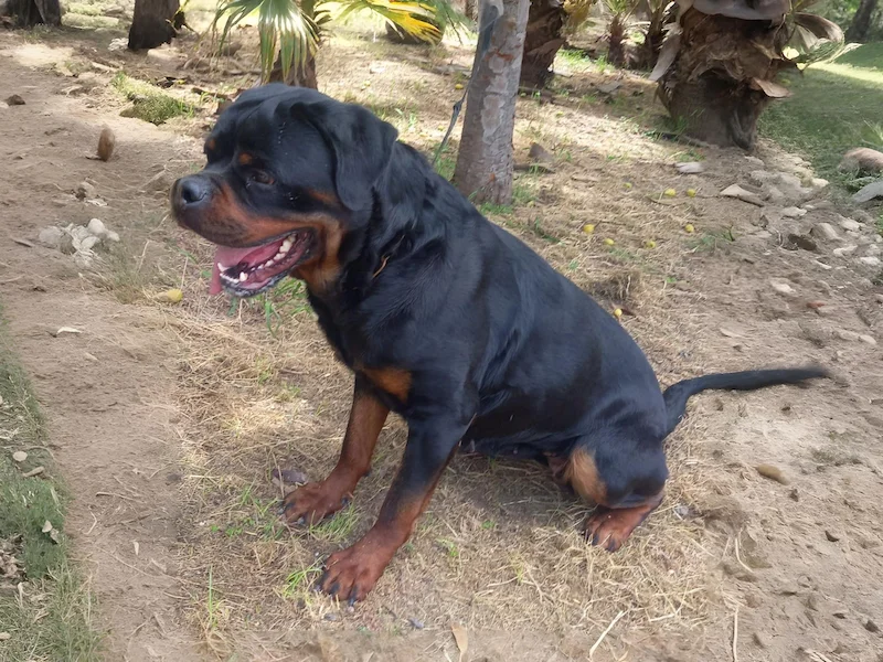 lya can badal rottweiler sentado con boca abierta foto