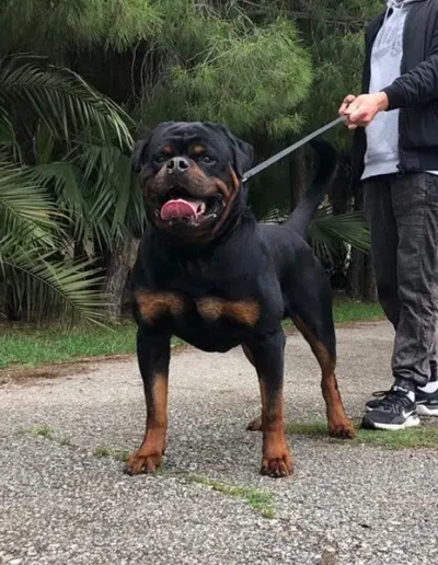 pele von hause edestein rottweiler de pie en postura mirando al frente con lengua fuera