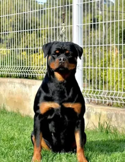 puma von hause edestein rottweiler sentado sobre patas traseras mirando al frente