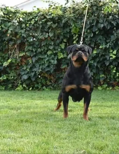 puma von hause edestein rottweiler en pose mirando al frente