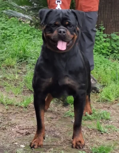 schira rott de rubi rottweiler en pose mirando al frente