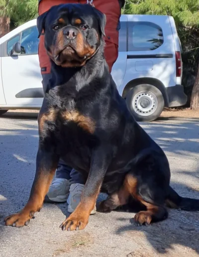 scorpion rott de rubi rottweiler sentado sobre patas traseras