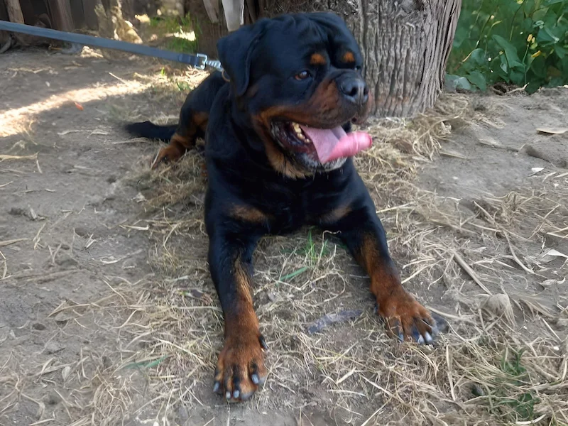 scorpion rott de rubi rottweiler tumbado mirando al frente con lengua fuera foto