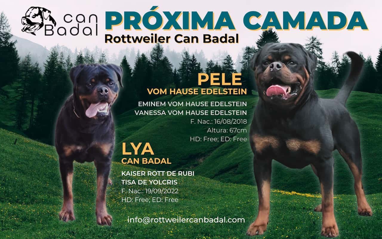 Rottweilers Pele Vom Hause Edelstein y Lya Can Badal como próxima camada de Can Badal